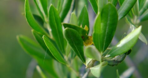 Culte des Rameaux, avec Éveil biblique pour les 3-11 ans